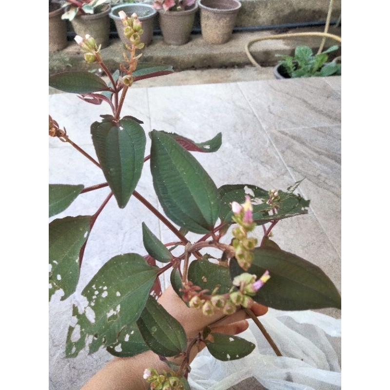 pokok senduduk rendah rare(pokok x besar) | Shopee Malaysia