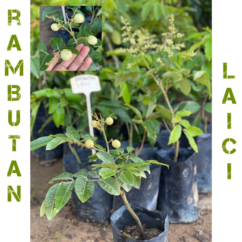 Pokok Rambutan Laici ( hybrid ) thai murah | Shopee Malaysia