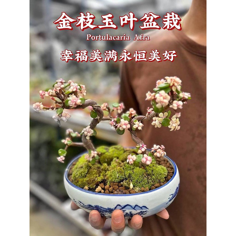 Gps Green Plant Society Live Plant S Shape Portulacaria Bonsai Shopee Malaysia