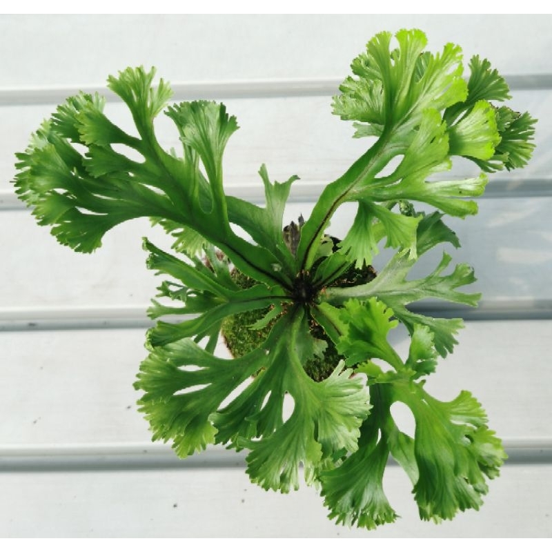 NMS / Asplenium Rare Fern / 8.5cm Pot Size / Fresh Plant / Live Plant