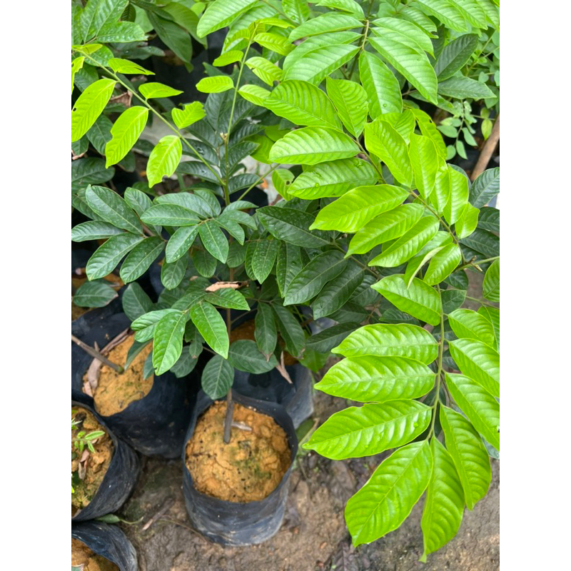 Buy buah pulasan Online With Best Price, Jul 2026 | Shopee Malaysia