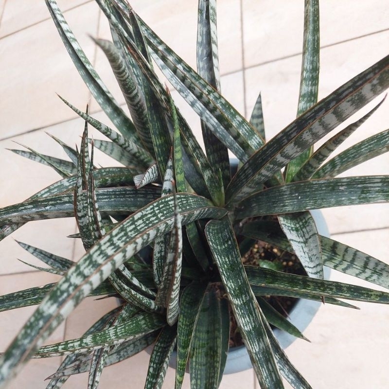 Sansevieria Crocodile Rock | Shopee Malaysia