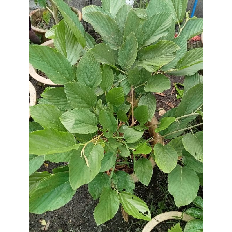 ♥️5 RANTING DAUN SERINGAN SEGAR/ (1SET). ️ | Shopee Malaysia