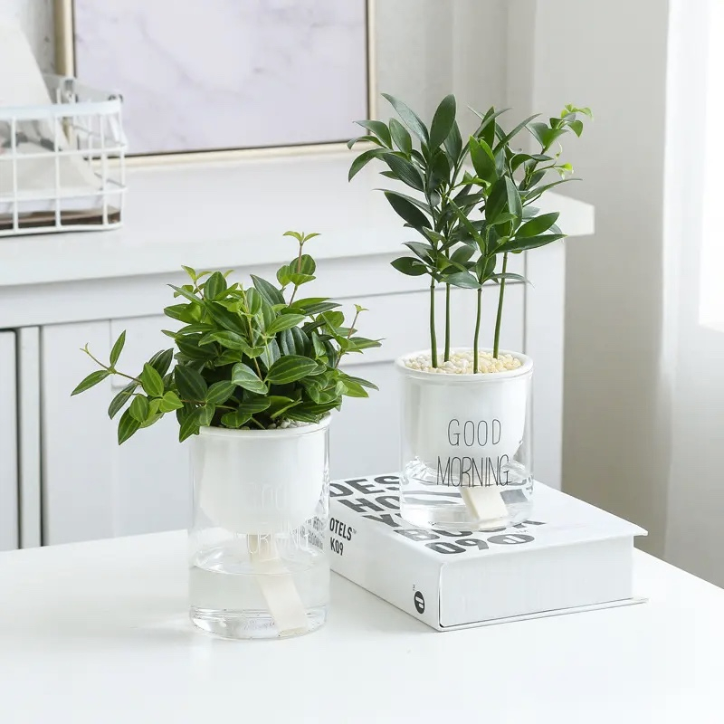 Self Watering Pot | Plastic Water Absorbing Pot with Cotton Rope for ...