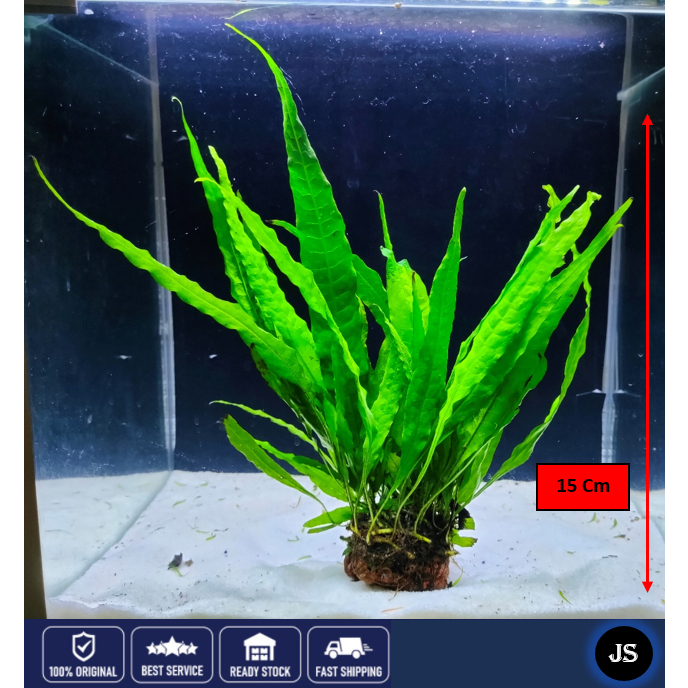 Mainam 3 Different Anubias Nana Java Fern Windelov Java Moss Tropical Freshwater Live Aquarium Plant Decorations 3 Days Buy2get1free