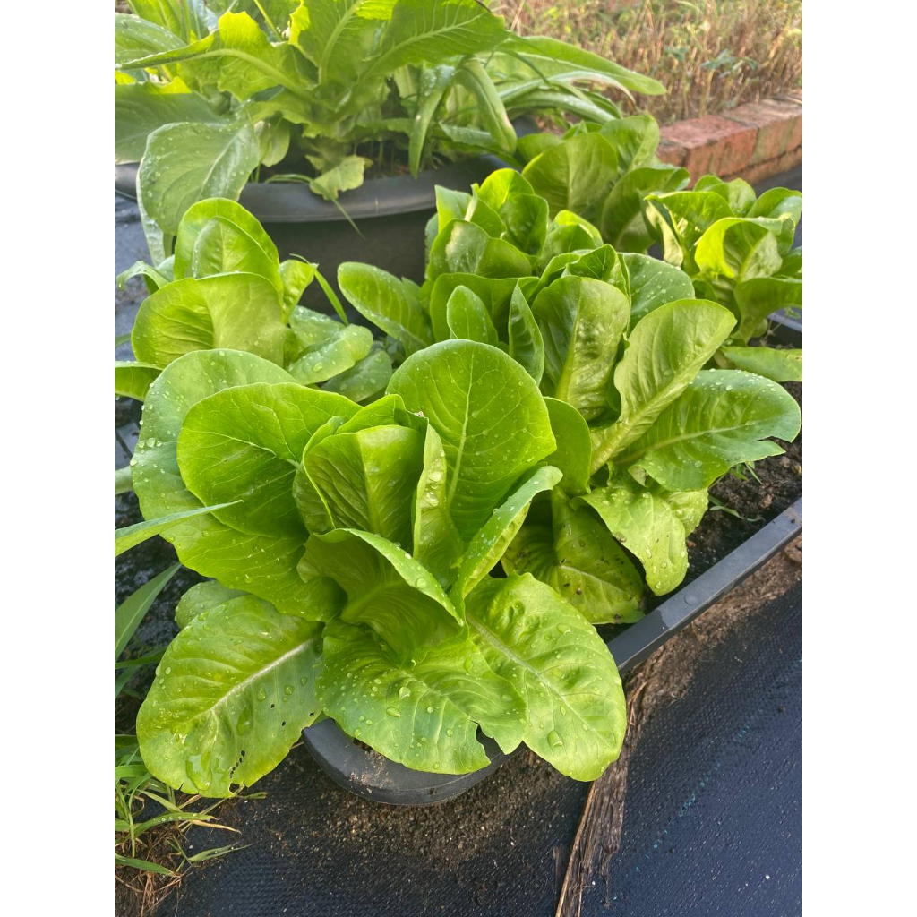 Salad Butterhead / Butterhead Lettuce Shopee Malaysia