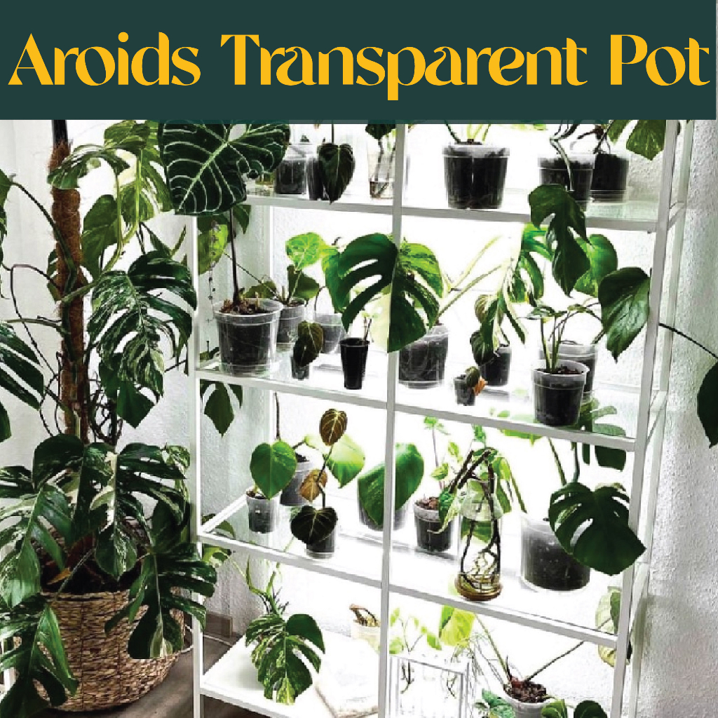 WHOLESALE Transparent Clear Aroid Pot [Root Control Breathable Planter