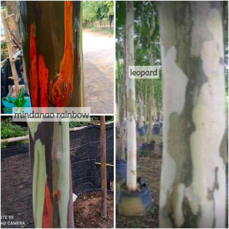 Pokok Mindanao Rainbow Leopard Gum Tree Caesalpinia ferrea mindanao ...