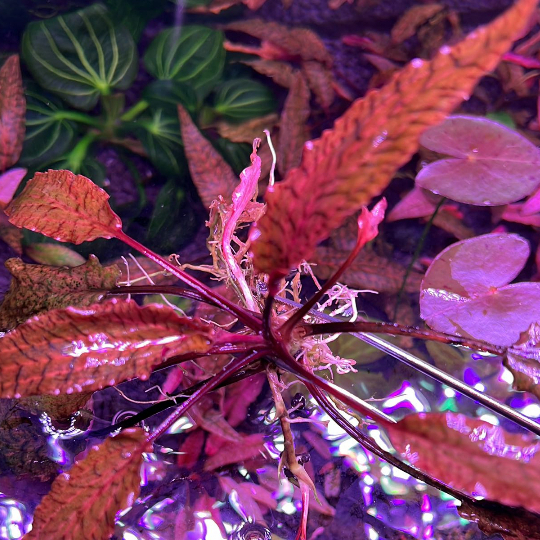 [Aquatic Plant] Rare Cryptocoryne Crypt Nurii Rosen Maiden Pink Line ...