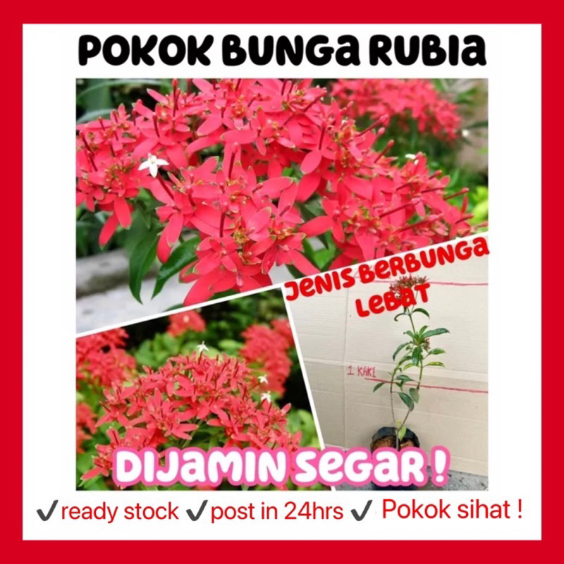 Rina • pokok bunga Rubia • flaming beauty paracarphalea kirondron ...