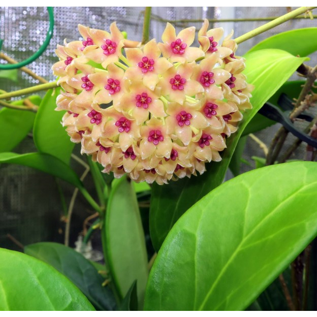 Hoya Hanhiae Pink - (real plant) | Shopee Malaysia