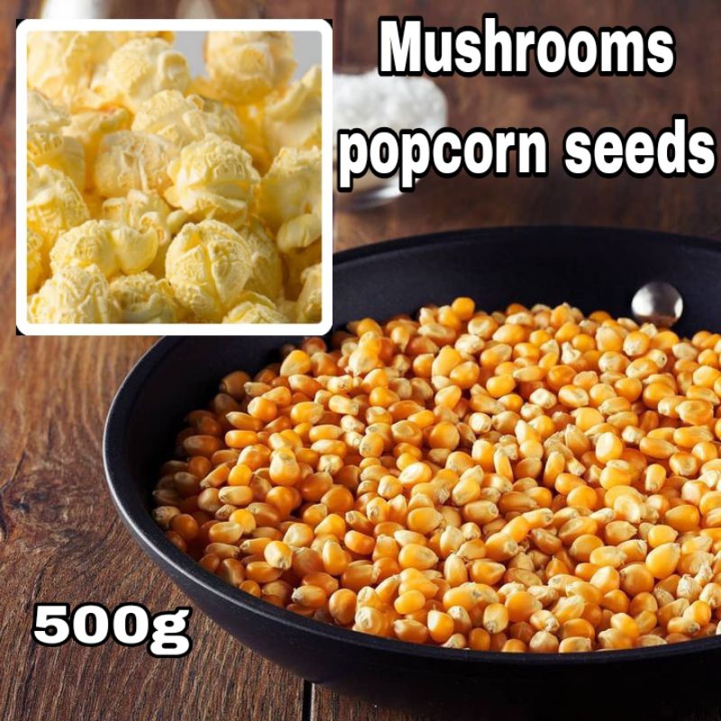MUSHROOMS POPCORN KERNEL USA / POPCORN SEEDS / BIJI POPCORN CENDAWAN
