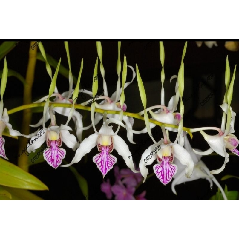 Dendrobium Antennatum/Rabbit | Shopee Malaysia