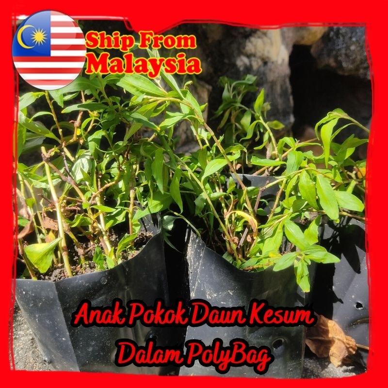 {HOT SALE} ANAK POKOK DAUN KESUM KESOM DALAM POLYBAG | Shopee Malaysia
