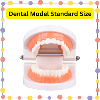 Dental Teeth Standard Model Tooth Brushing Activity for Kids | Shopee ...
