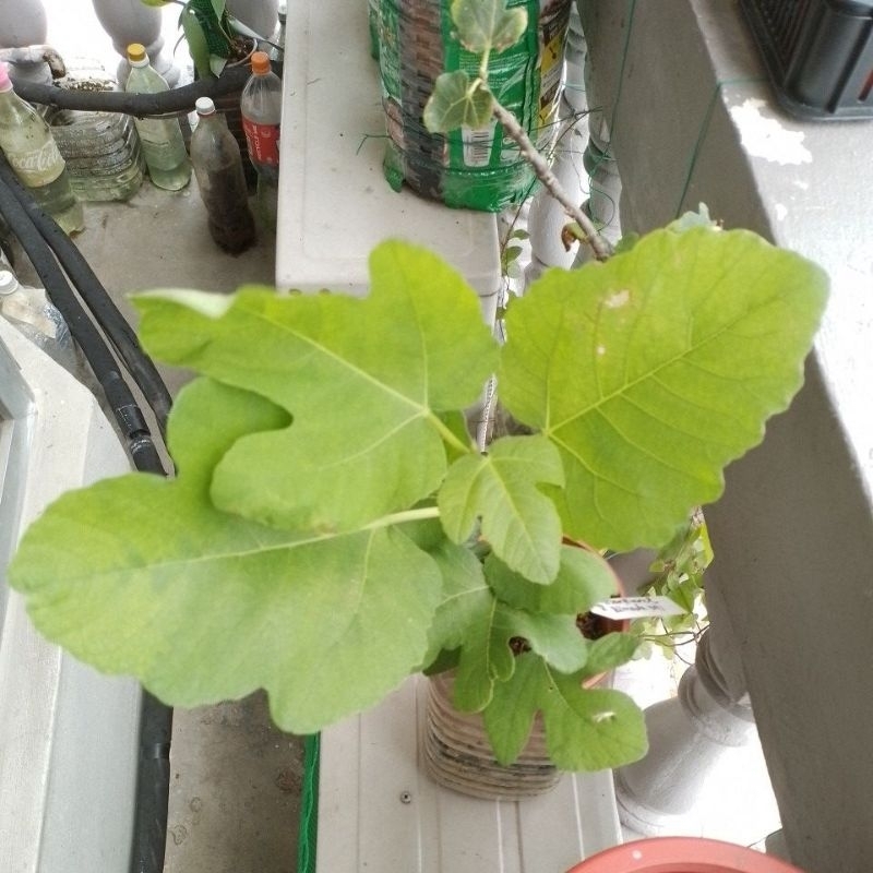 Pokok Tin Martinenca Rimada Fig Tree | Shopee Malaysia