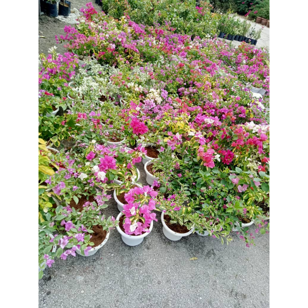 Pokok Bunga Kertas Bougainvillea Id Moonlight Clorox Tembikai