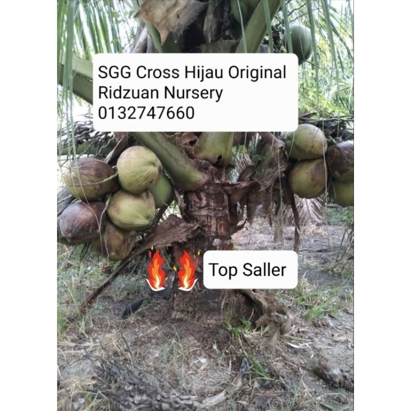 Pokok Kelapa SGG Cross Hijau Ori | Shopee Malaysia