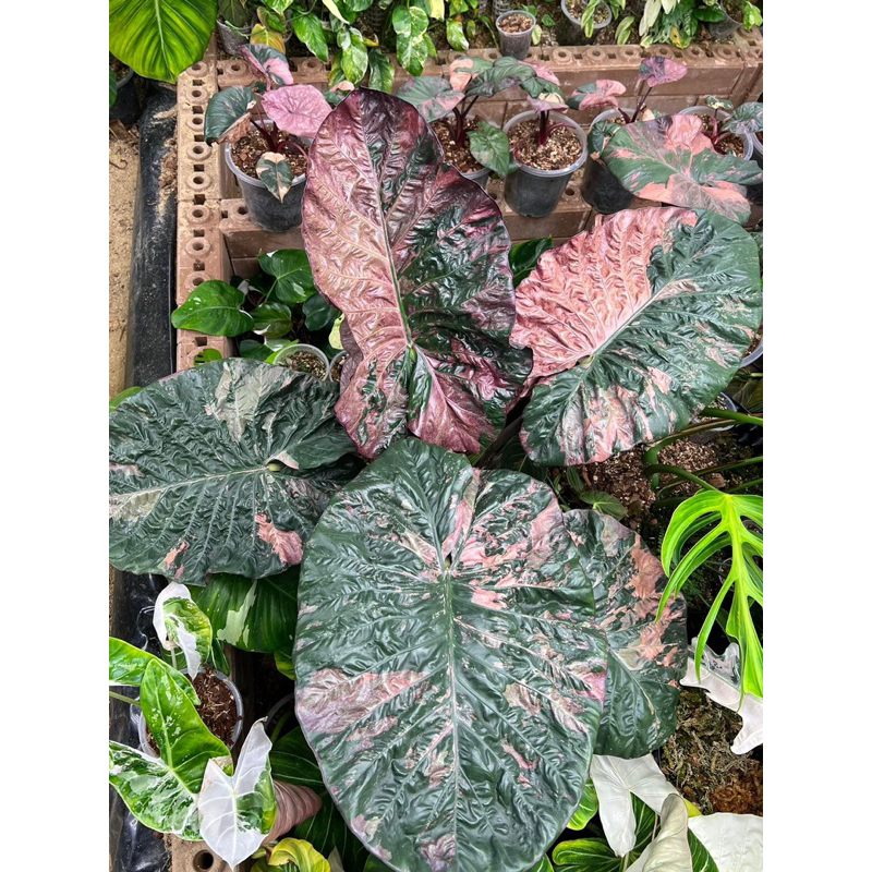 2x Alocasia serendipity variegated.（Alocasia serendipity
