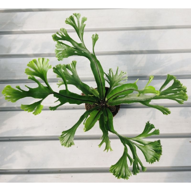 NMS / Asplenium Rare Fern / 8.5cm Pot Size / Fresh Plant / Live Plant