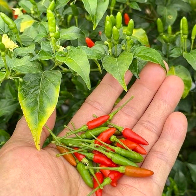 20 SEED -Benih Cili Cabai Burung Hijau / Spicy Chili seeds | Shopee ...