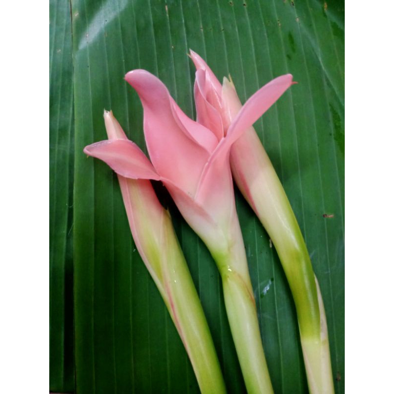 Umbi kantan/rhizome(pink/merah)benih random | Shopee Malaysia
