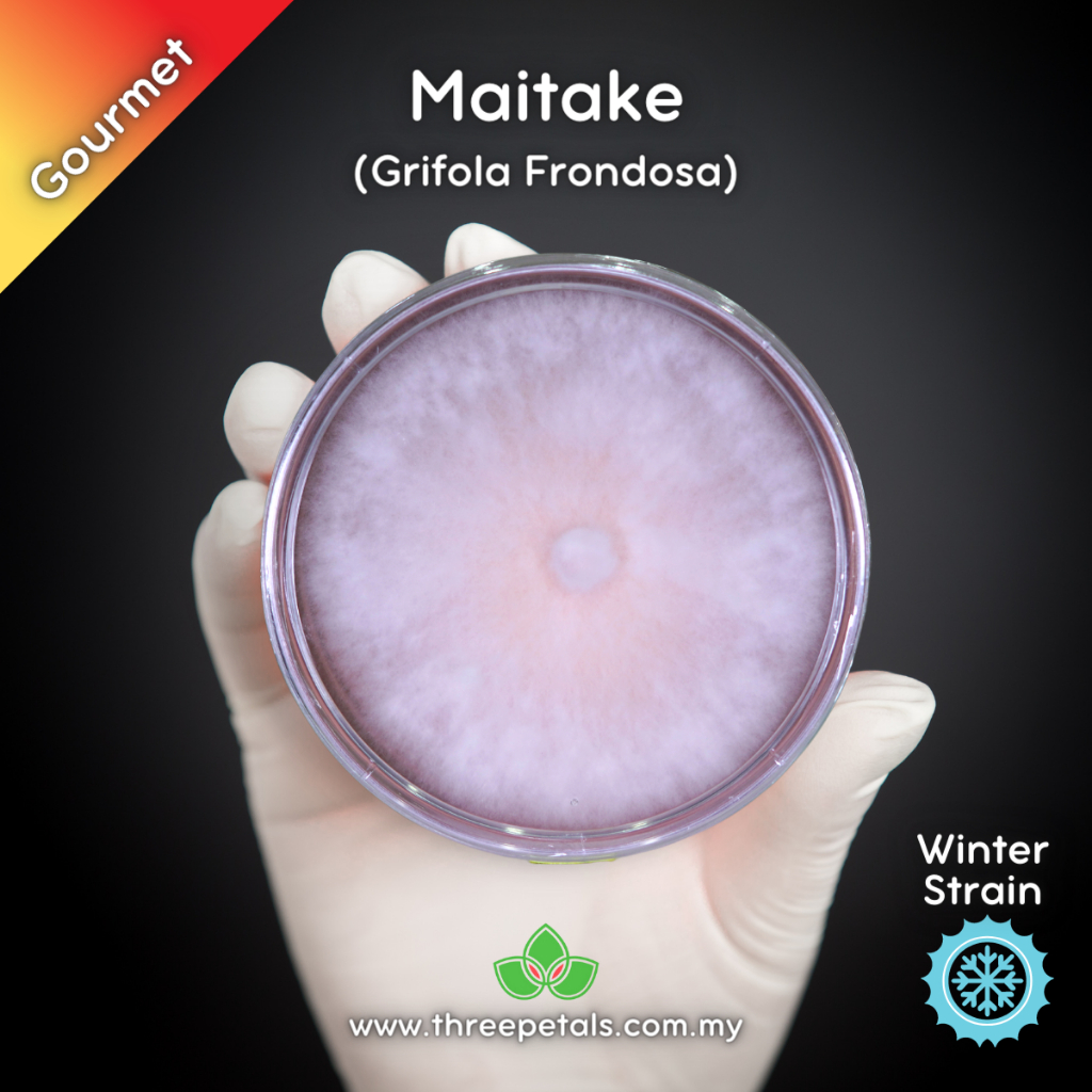 Maitake (Grifola Frondosa) Live Mycelium Mushroom Culture Spawn Seed Shopee Malaysia