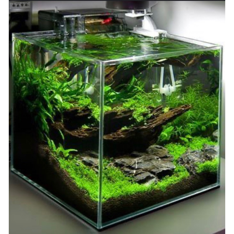 Aquarium cube tank 1*1*1 feet (30*30*30cm) standard ️🐟 Shopee Malaysia