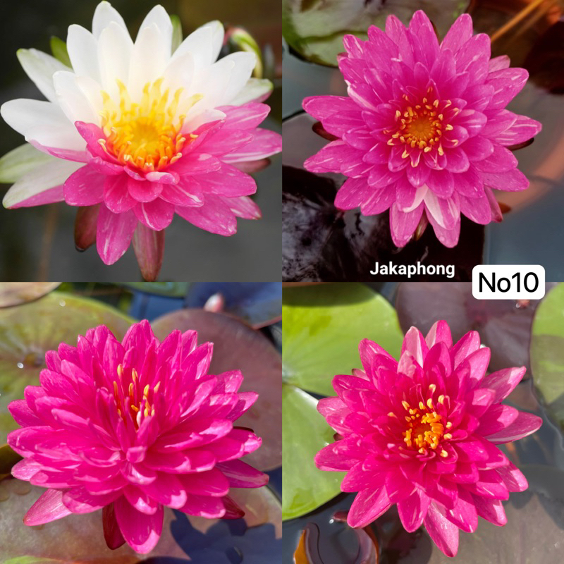 🌱WaterLily🌱 Nymphaea🌱睡莲🌱Nymphaea Malikan🌱莲花🌱Jakkaphong 🌱Lotus🌱Kiambang🌱 ...