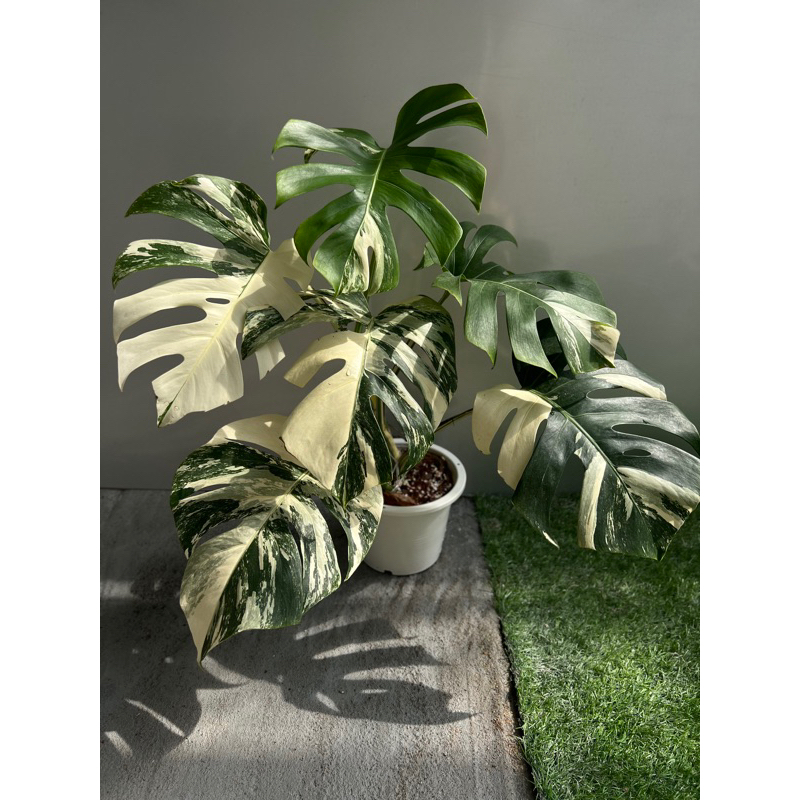 Monstera Albo Variegated /Half moon/(only west Malaysia )