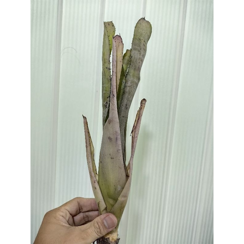 bromeliad aechmea Mexicana | Shopee Malaysia