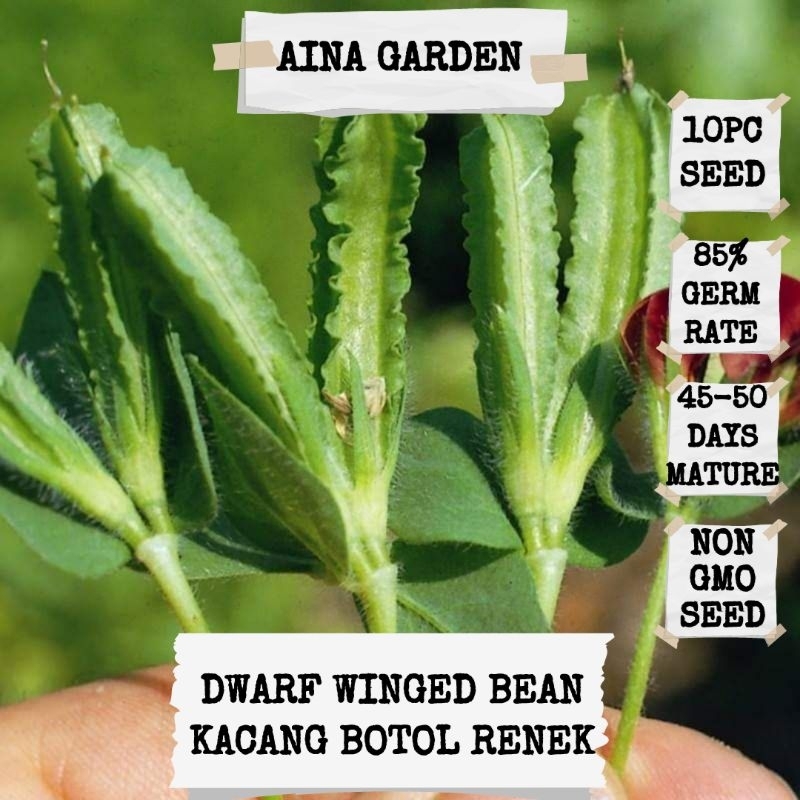 Hsk [10pc] Dwarf Winged Bean Seed Kacang Kelisa Renek Kacang Botor