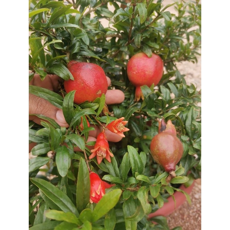 🤪CRAZY SALES 🤪👉 Pokok Delima Pokok Renek/ Rendah/Rendang{ Ready stock ...