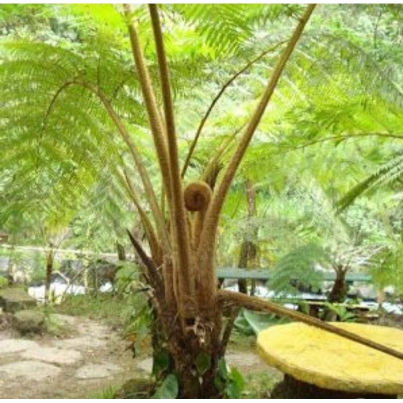 Cyathea contaminans/tree fern/pakis gajah (Fresh cutting fern tree)🌵 by