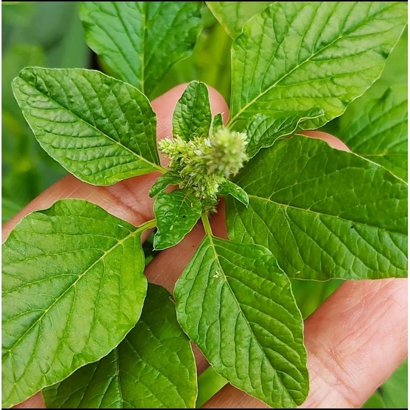 2 gram benih bayam liar /wild amaranth seed benih sayur murah vege seed