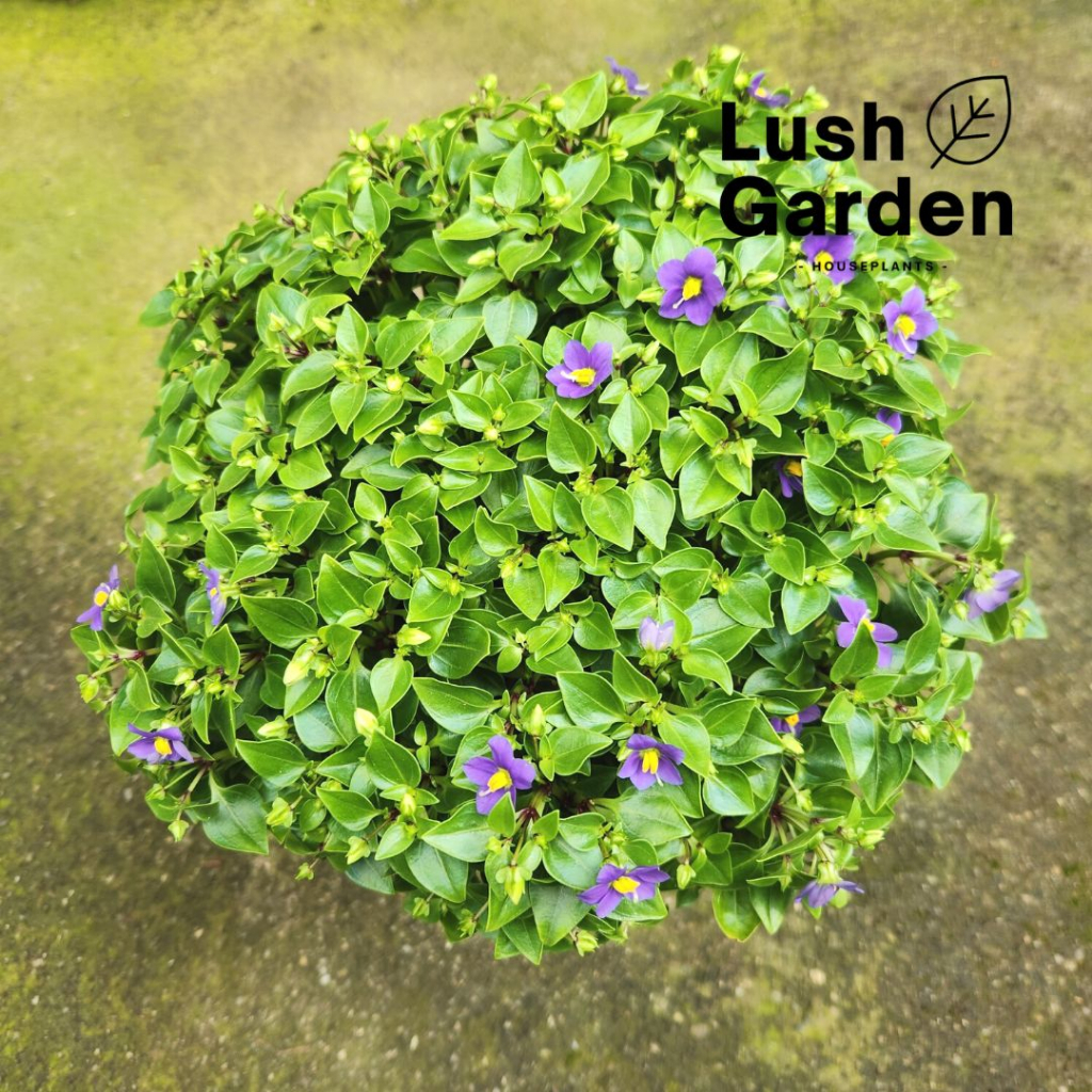 Persian Violets / Exacum Affine Princess Deep Blue 紫芳草 150mm Pot Live