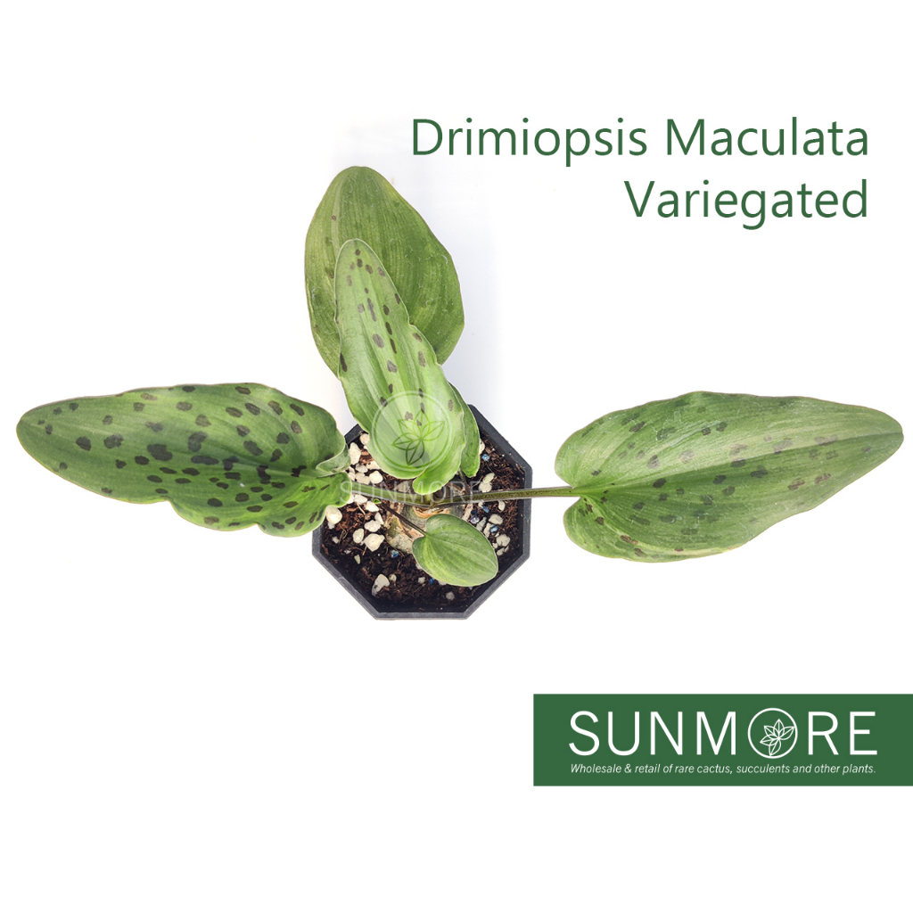 Sunmore | Drimiopsis Maculata Variegated 油点百合锦 (观叶植物/Succulents 多肉植物 ...