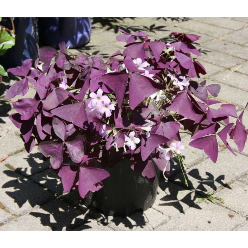 Oxalis triangularis seedlings 紫叶酢浆草苗 anak pokok Bunga Rama Rama ungu ...