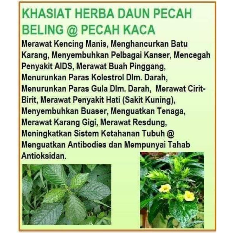 Keratan Pokok Pecah Kaca Pecah Beling Free Daun Fresh 10 Keratan Shopee Malaysia 2831