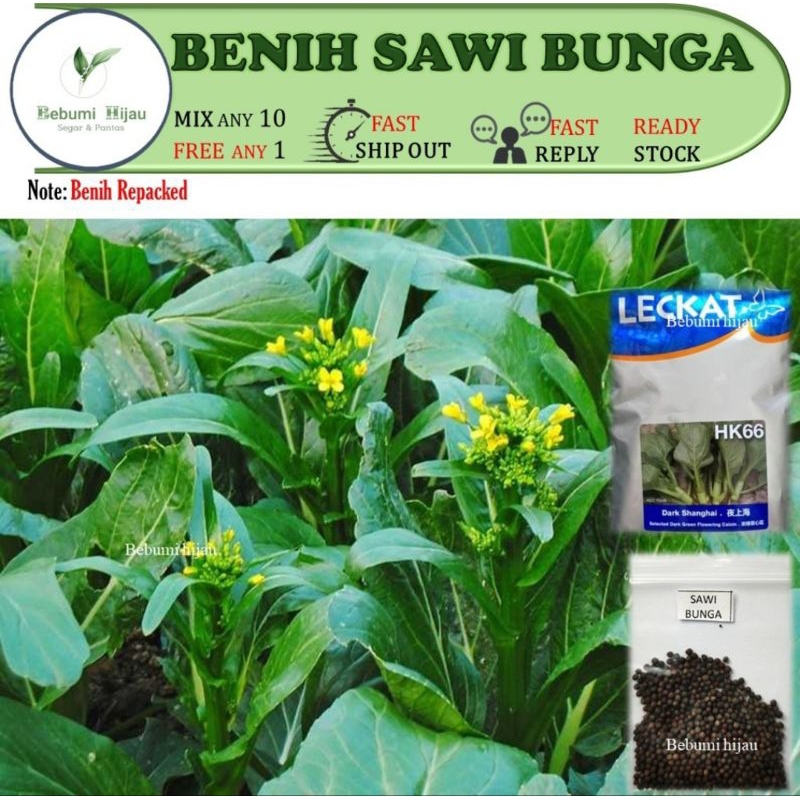 2 Gram Benih Sawi Bunga Tak Pahit Sawi Leckat Dark Shanghai Green