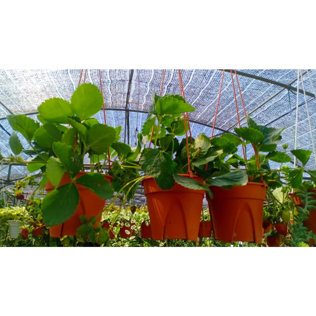 POKOK STAWBERRY RENDAH | Shopee Malaysia