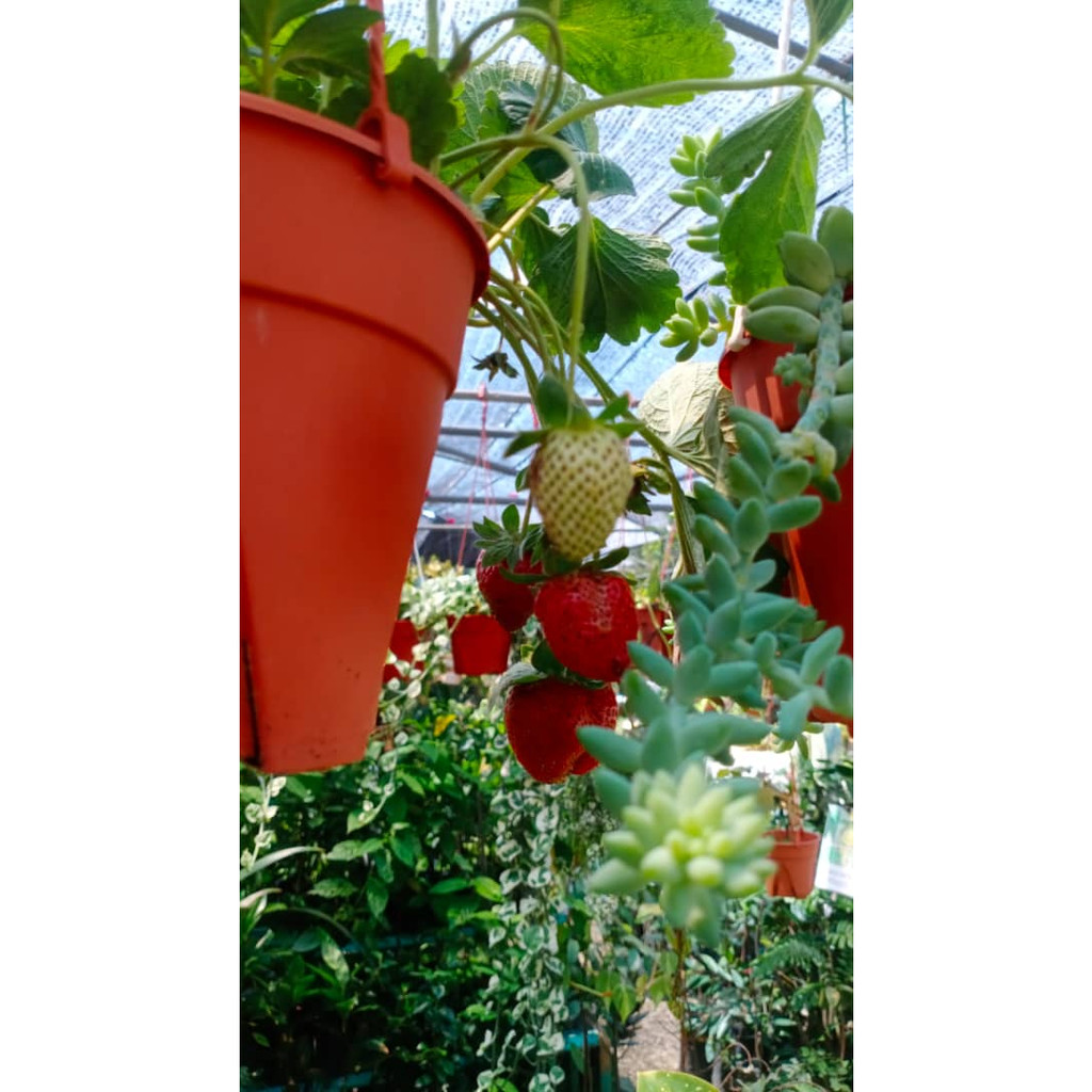 POKOK STAWBERRY RENDAH | Shopee Malaysia