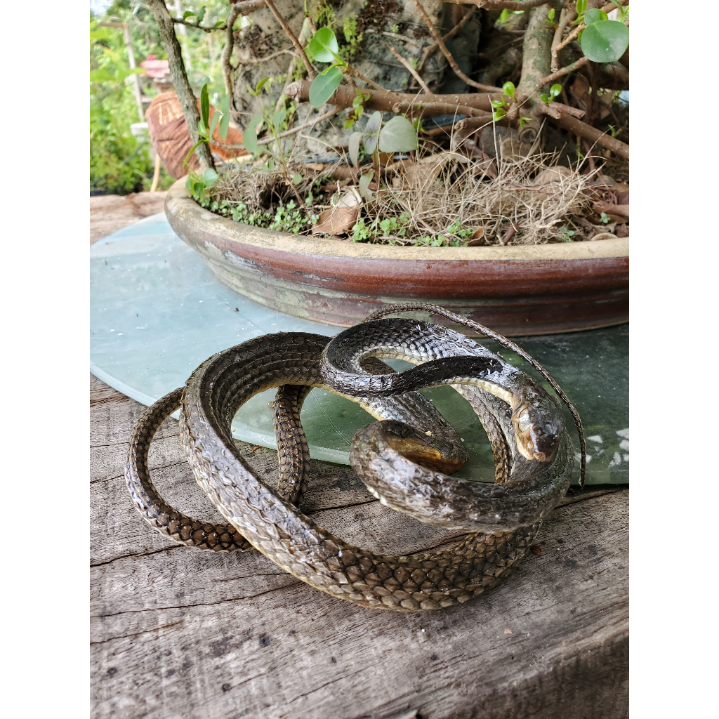 Real Snake Specimen Education Observation-Resin- | Shopee Malaysia