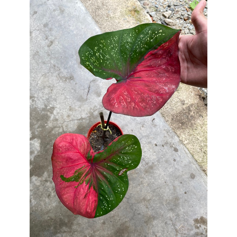 Red barret caladium! Jenis daun BULAT (Gred AAA+) | Shopee Malaysia