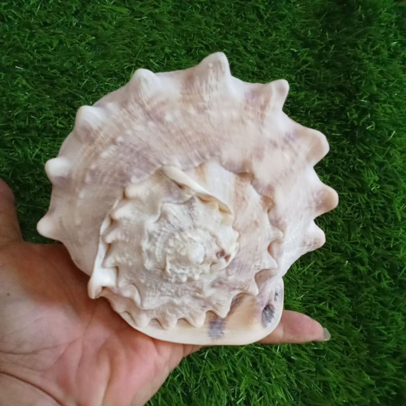 Cassis cornuta (Crown Conch Shell Collectibles , suitable for aquariums ...