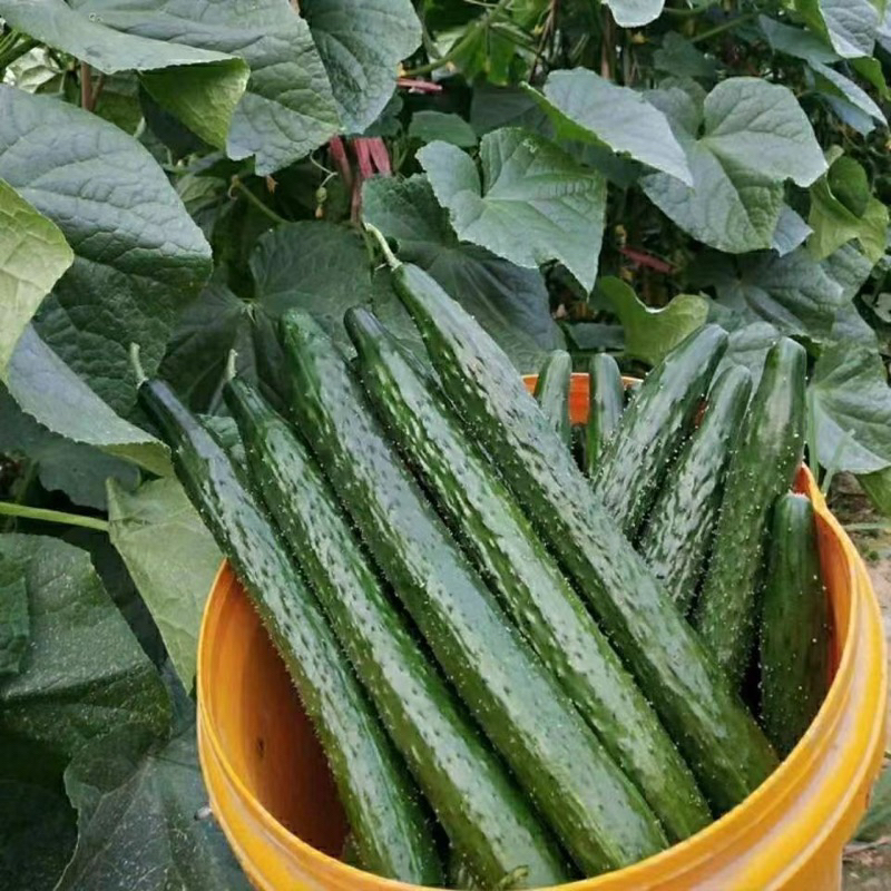 Buy timun jepun Online With Best Price, Jul 2026 | Shopee Malaysia