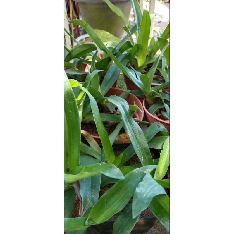 pokok Siti khatijah/pokok rumput cina(ready stok)/ Agen mencuci darah ...