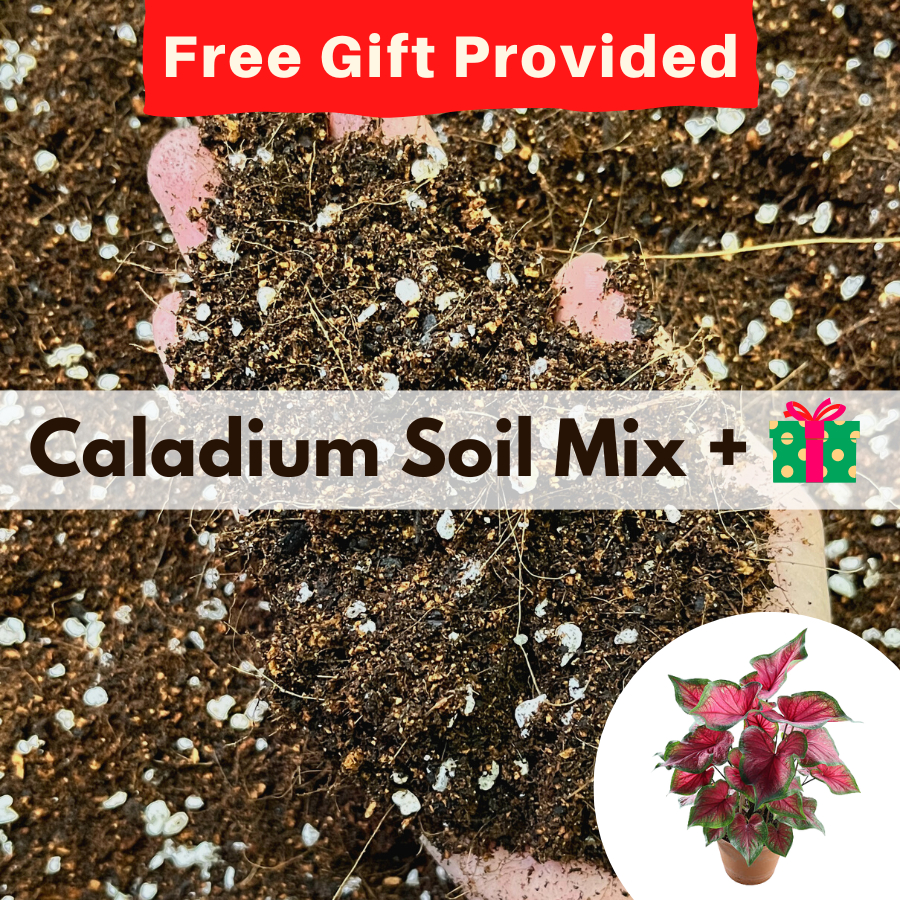 Bloom Garden Caladium Soil Mix / Tanah Pokok Keladi 10L Shopee Malaysia