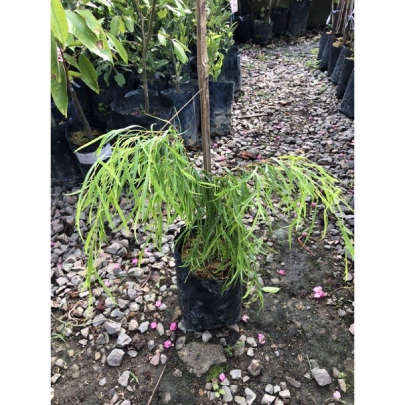 PBN - anak pokok weeping willow - pokok bunga nursery salix babylonica ...