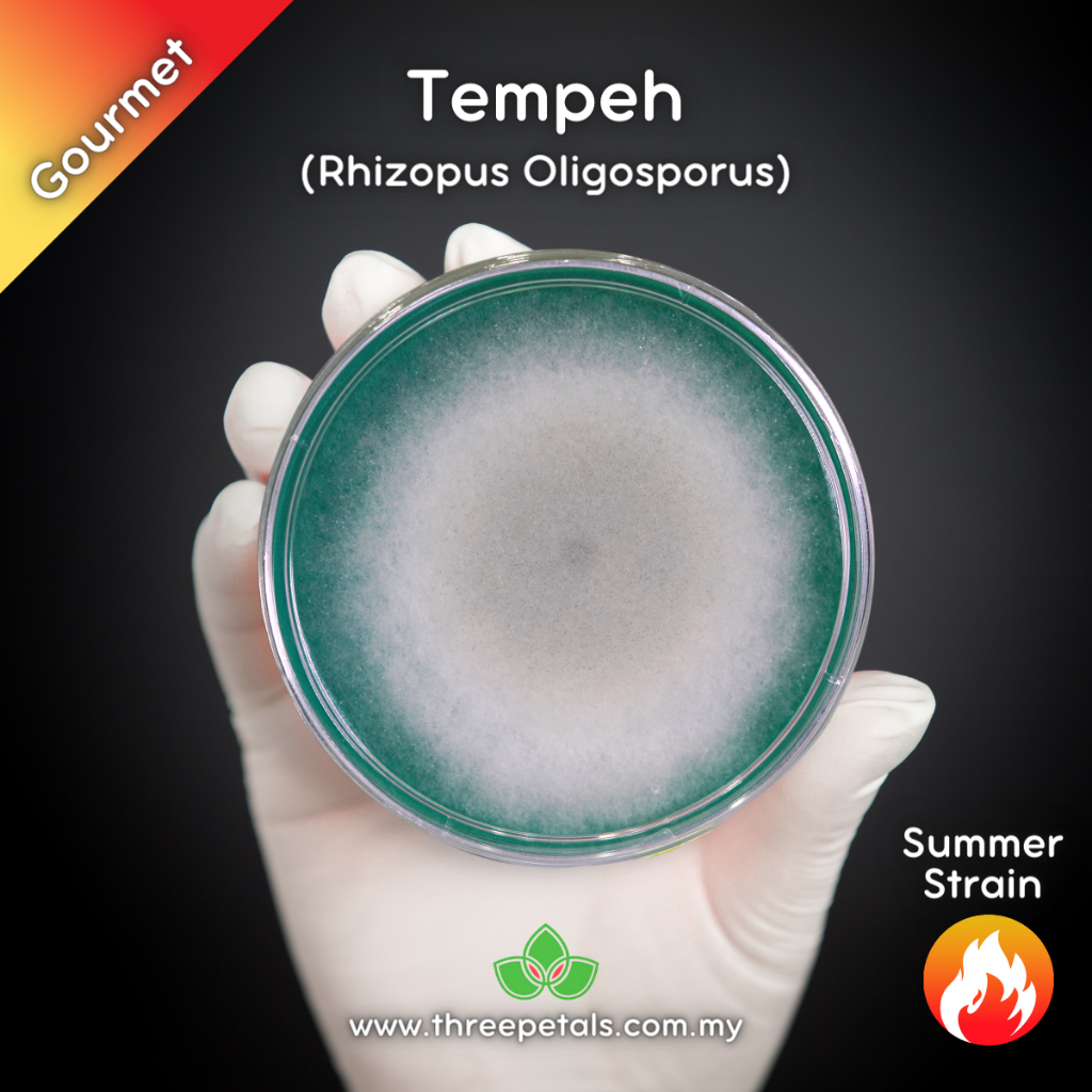 Tempeh (Rhizopus Oligosporus) Live Mycelium Mushroom Culture Spawn Seed